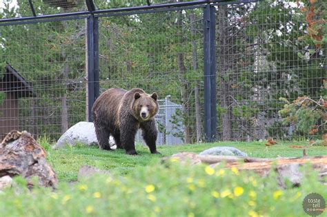 Grizzly and wolf discovery center west yellowstone montana - Grizzly and Wolf Discovery Center. 3,298 reviews. #5 of 12 things to do in West Yellowstone. Nature & Wildlife Areas. Open now. 9:00 AM - 7:00 PM. Write a …